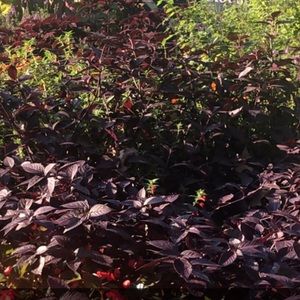 Meet your Posher, Paris